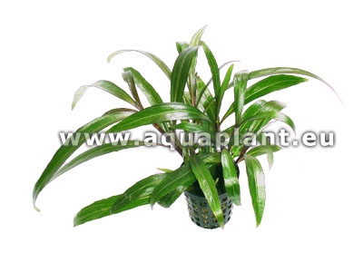 Eriocaulon in pot @